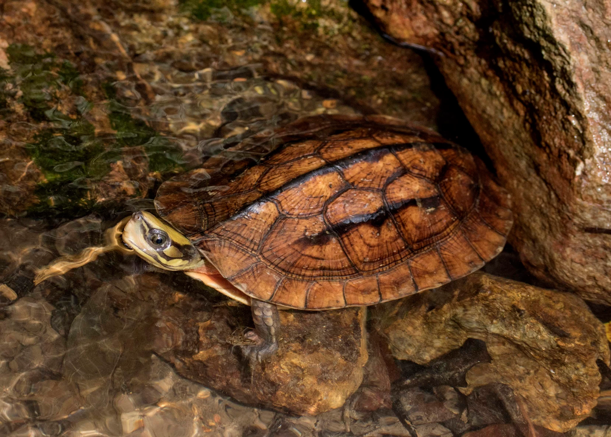 Chinese three-lined box turtle / golden coin turtle Habitats: Forested streams